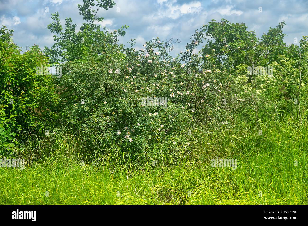 Rosehip, dog-rose (Rosa canina, white form) blooms in the forest belt, dry steppe. Northern Black Sea Region Stock Photo
