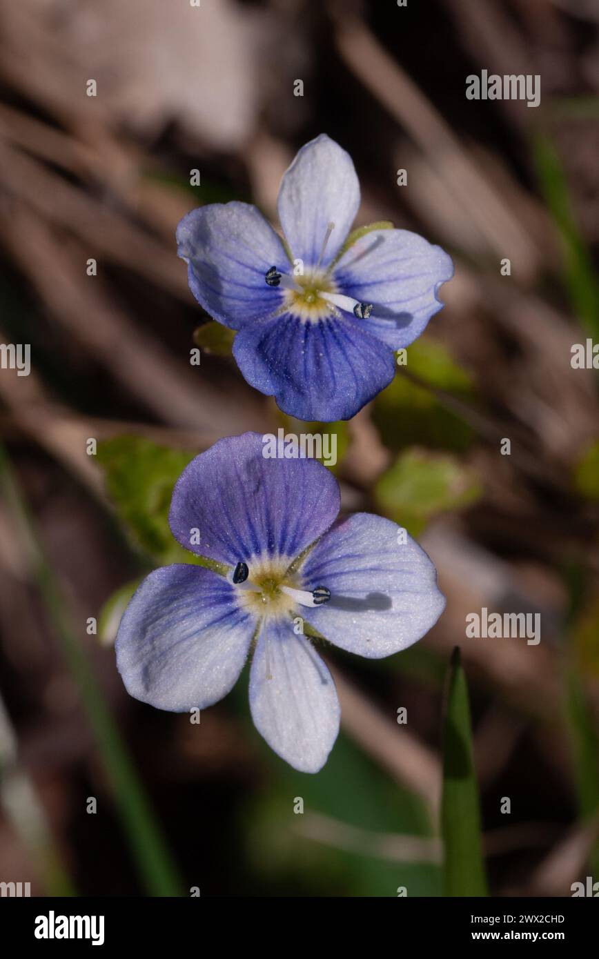 Creeping speedwell hi-res stock photography and images - Alamy