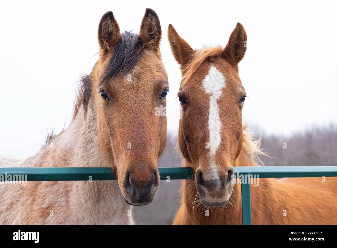 Two brown horses standing in a meadow on Wolfe Island, Ontario, Canada Stock Photo