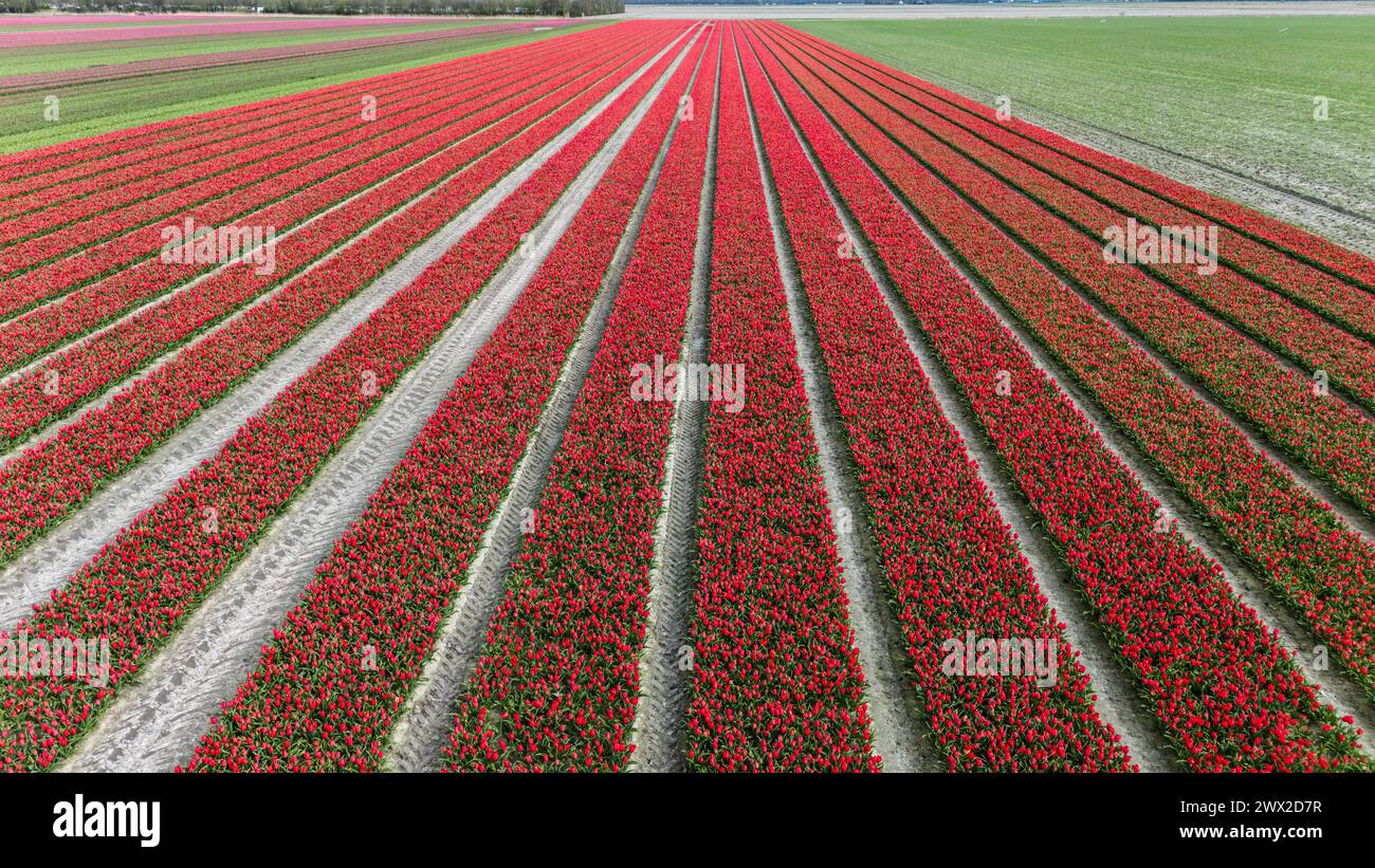 red tulip fields in spring in the netherlands dronehoto Stock Photo - Alamy