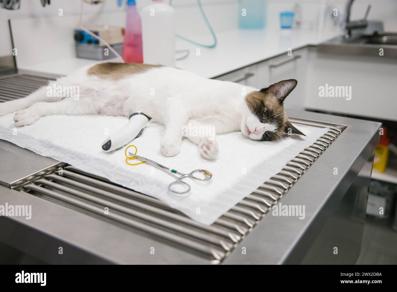 sedated cat waiting to put the way in the veterinary clinic Stock Photo