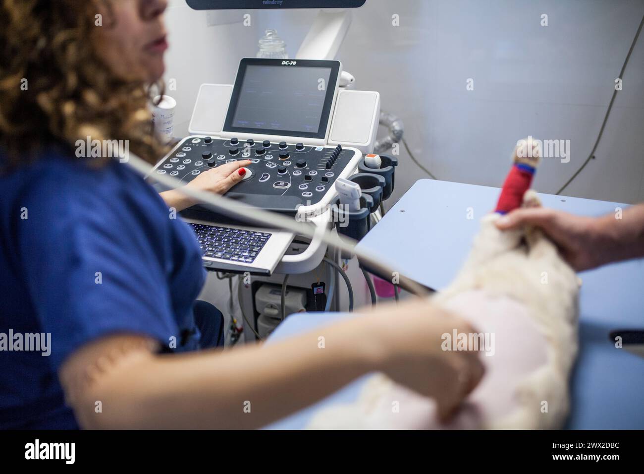 Female and male veterinarians do an ultrasound of a pregnant cat Stock ...