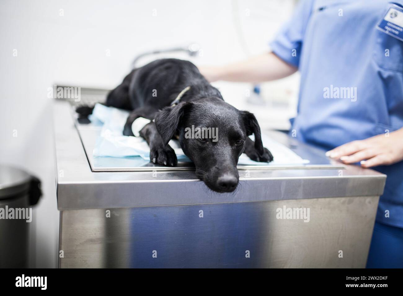 Veterinary doctors preparing a dog for the operation in the veterinary clinic, putting an IV in its paw Stock Photo