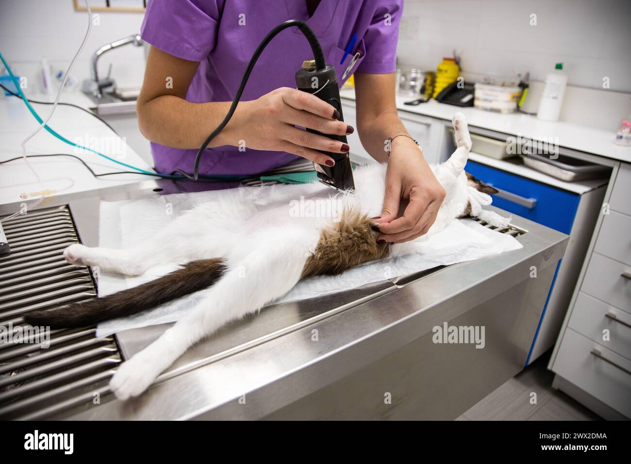 sedated cat cut her hair to be operated at the veterinary clinic Stock Photo