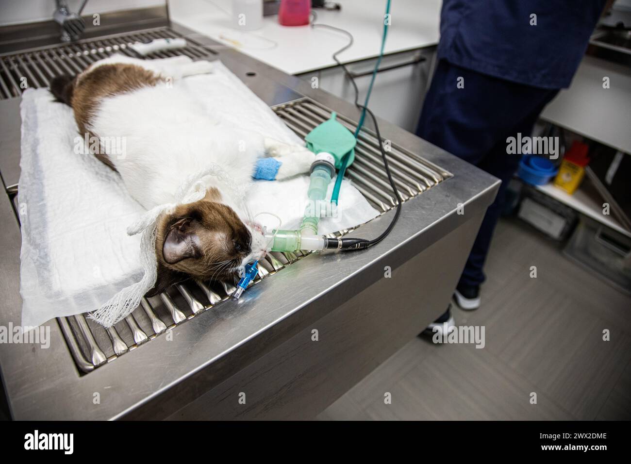 intubated cat waiting to be operated in the veterinary clinic Stock Photo