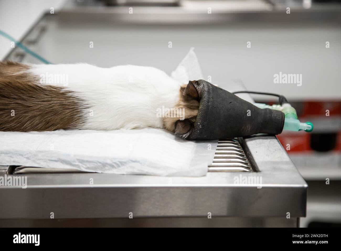 cat sedated with a mask at the veterinary clinic Stock Photo