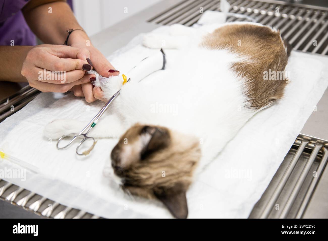 sedated cat who is given the way in the veterinary clinic Stock Photo