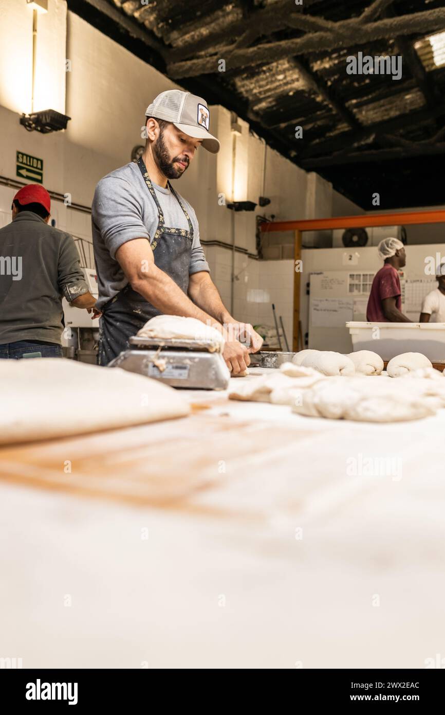 young adult male baker, preparing doughs to make breads on the bakery table, weighing the doughs