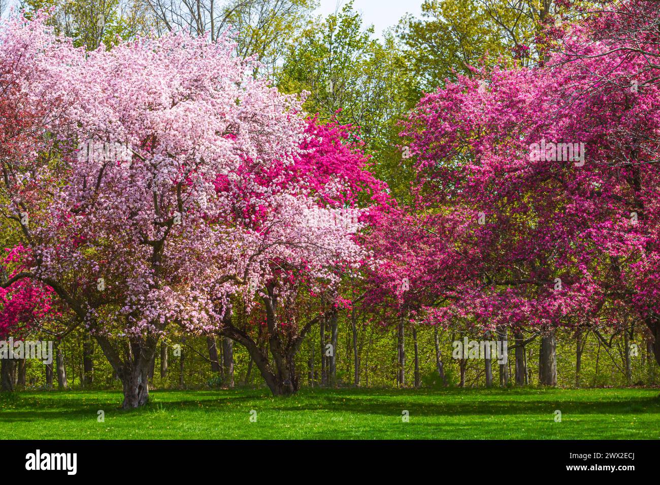 A Japanese Crabapple Trees in Full Bloom in spring time Stock Photo Alamy