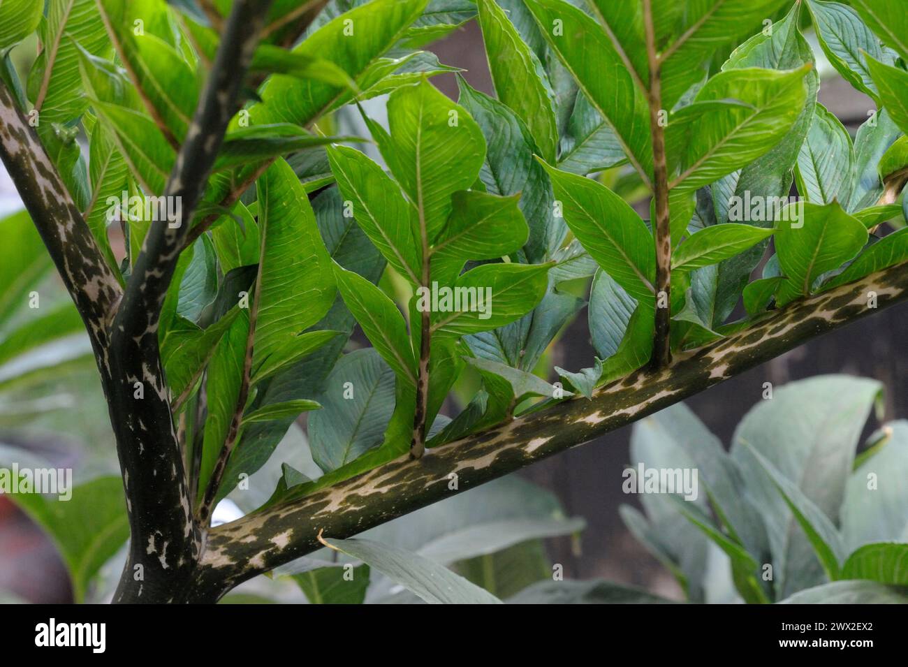 Amorphophallus konjac leaf and petiole pattern Stock Photo