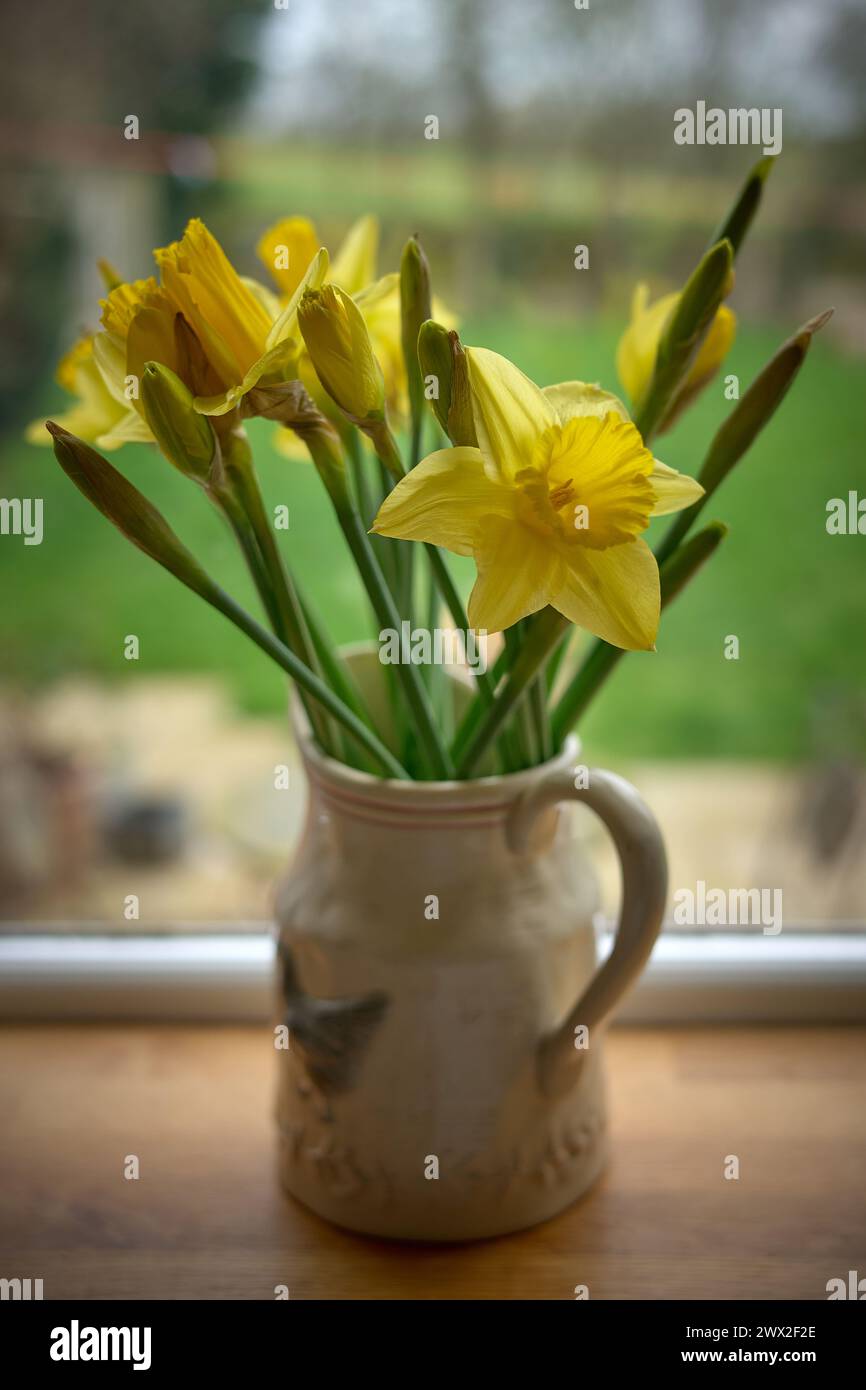 daffodils in a jug Stock Photo