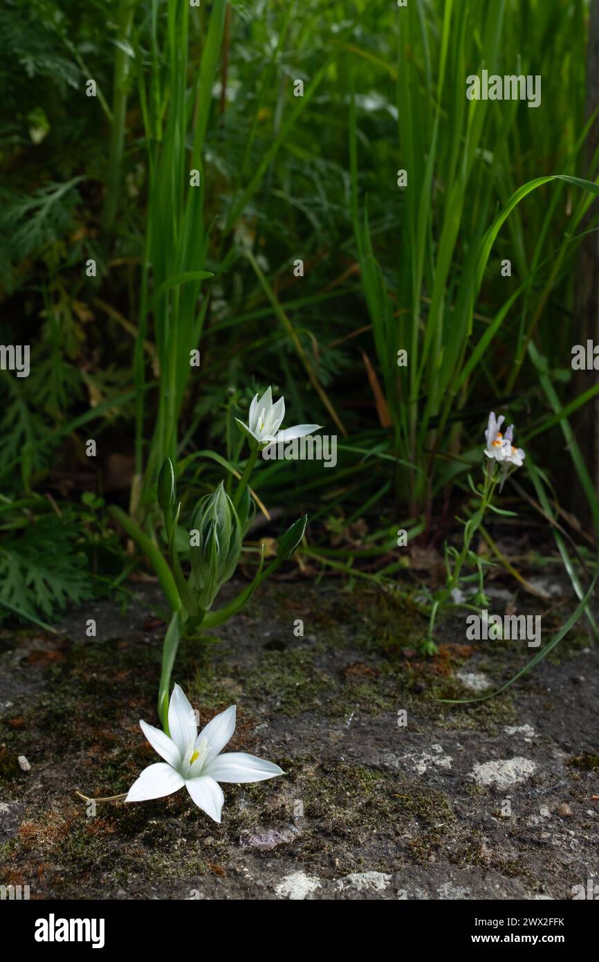 A star of Bethlehem (Ornithogalum divergens) and a three-leaved toadflax (Linaria triphylla) (vertical) Stock Photo