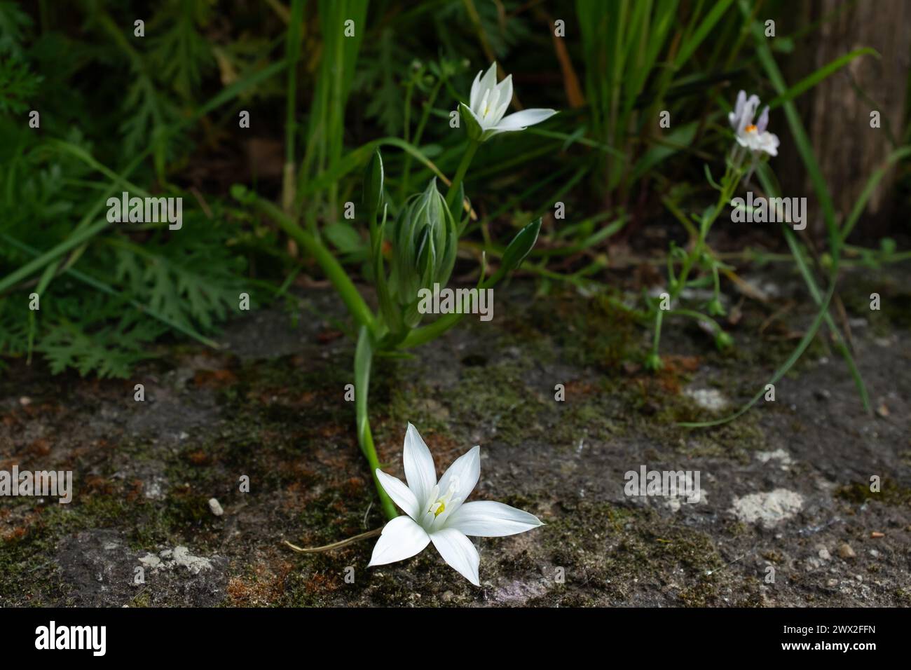 A star of Bethlehem (Ornithogalum divergens) and a three-leaved toadflax (Linaria triphylla) Stock Photo