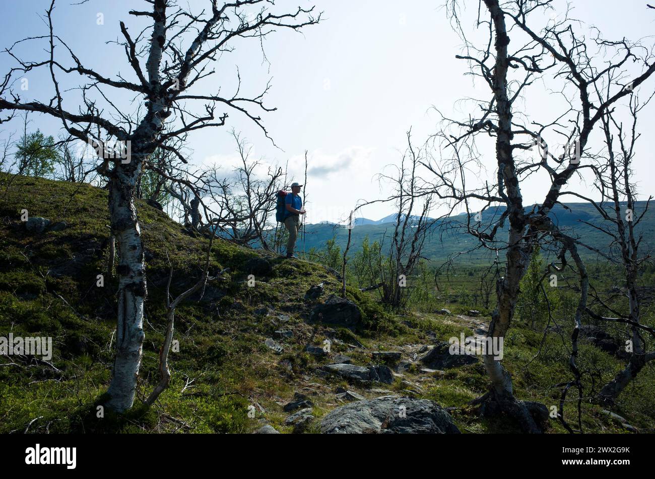 Hiking in Sweden in summer. Man traveler trekking alone enjoying scenery with ugly bizarrely curved dry polar birches in Abisko National Park in Lapla Stock Photo