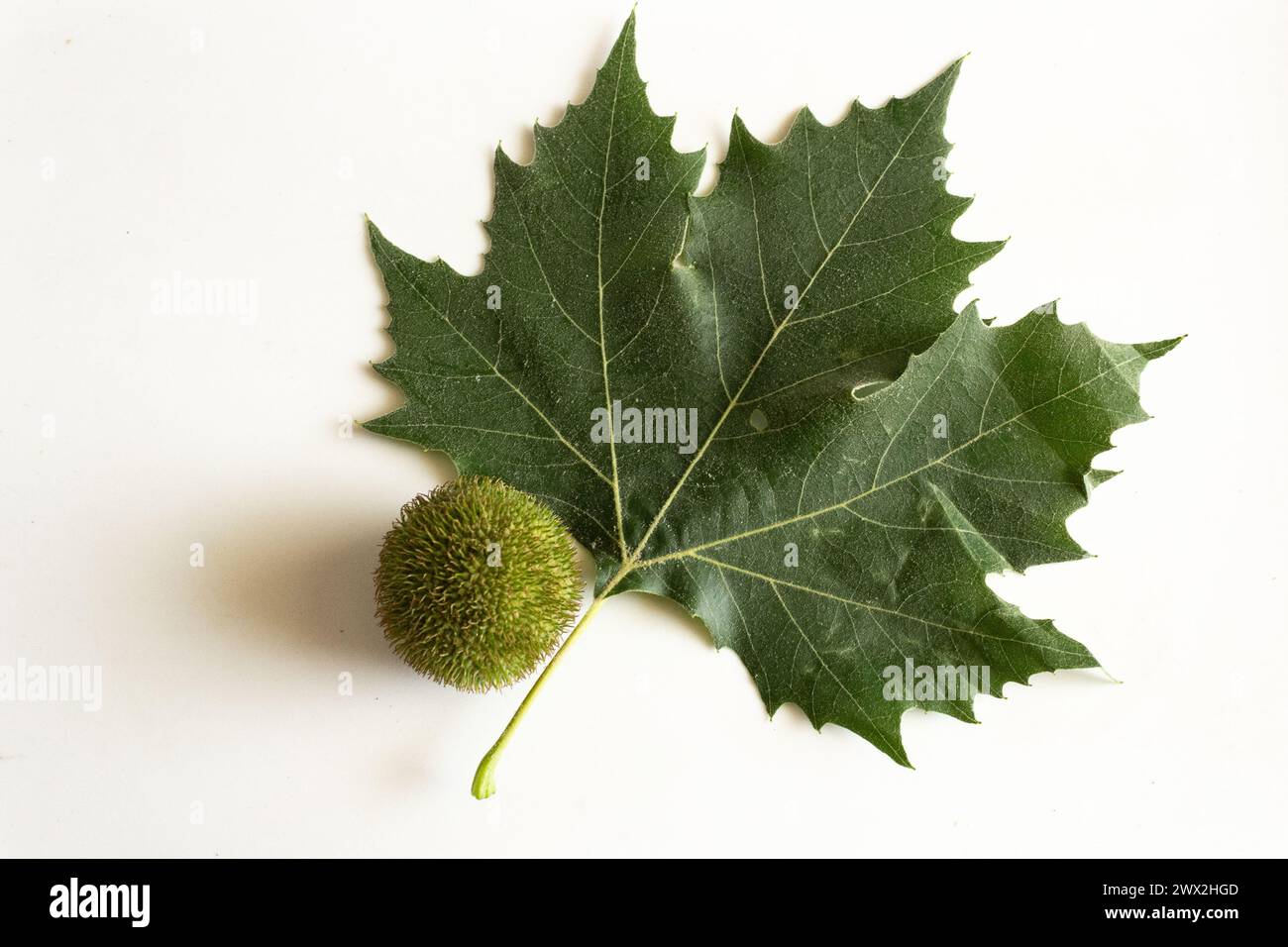 London plane tree, Platanus × hispanica Leaf and Seed Head on White Background Stock Photo