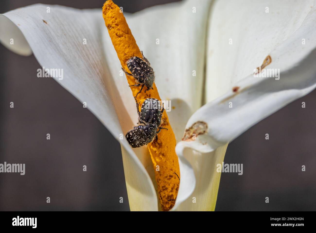 Oxythyrea funesta, Mediterranean Spotted Chafer Beetles Stock Photo