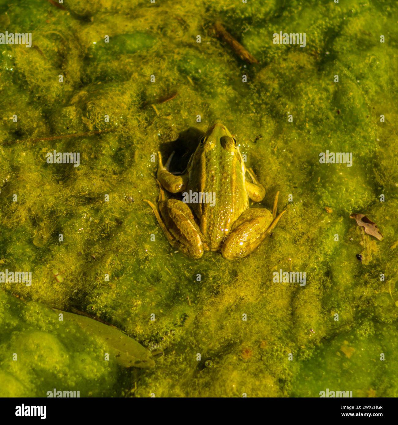 Pelophylax perezi, Iberian Green Frog Stock Photo