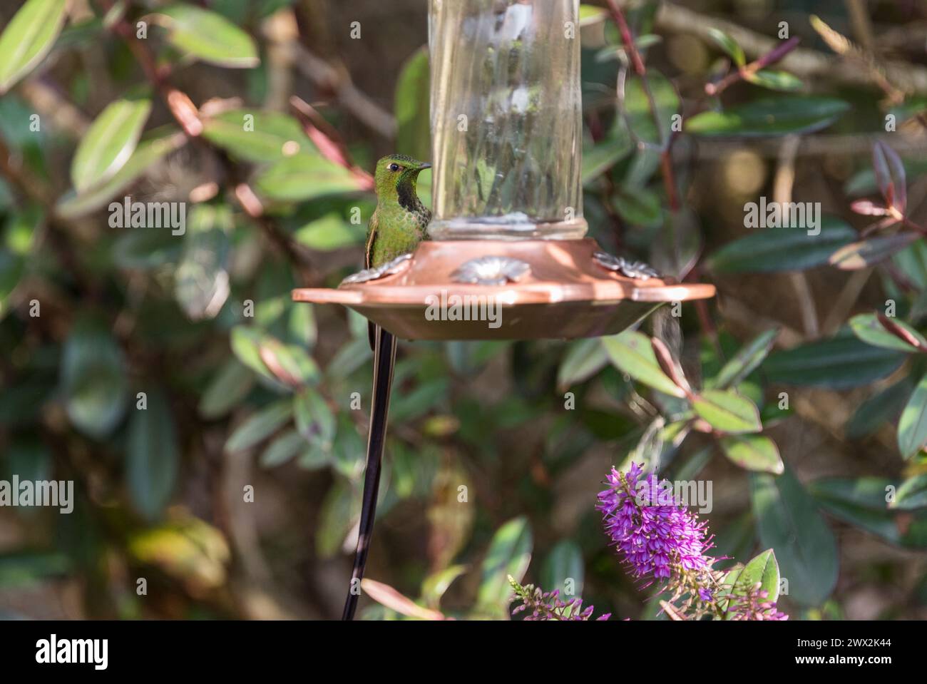 Male Black-tailed Trainbearer (Lesbia victoriae) on a bird feeder in Colombia Stock Photo