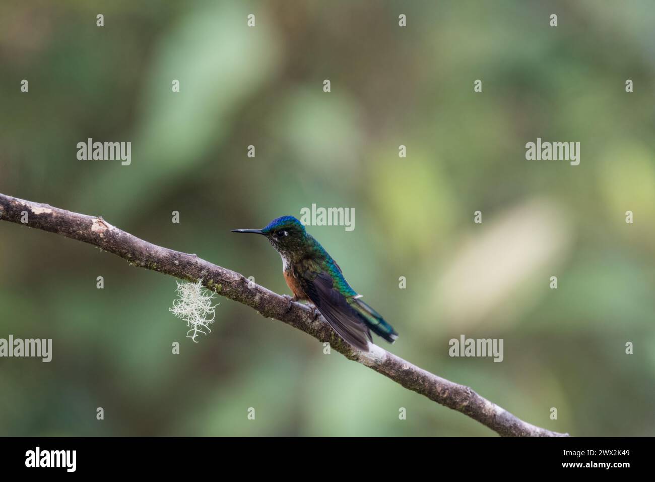 Perched female Violet-Sylph (Aglaicercus coelestis), a hummingbird in Colombia Stock Photo