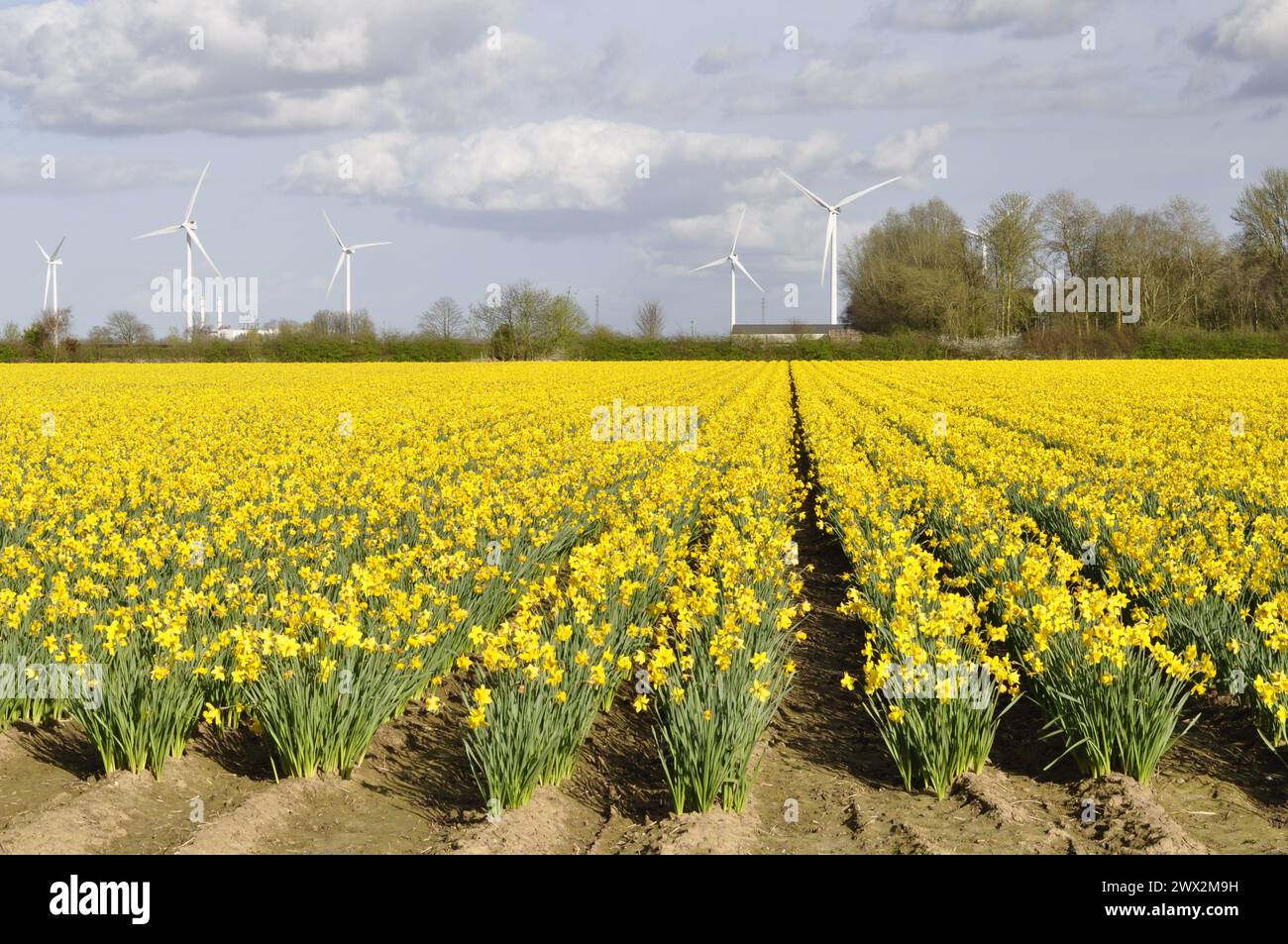Daffodil field at Tydd St Mary, Lincolnshire, England UK Stock Photo