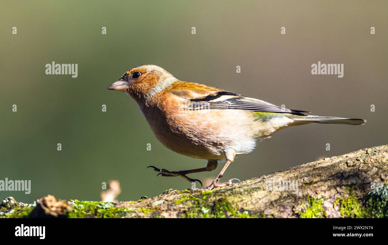 Male of Chaffinch, Fringilla coelebs, bird in forest at winter sun Stock Photo