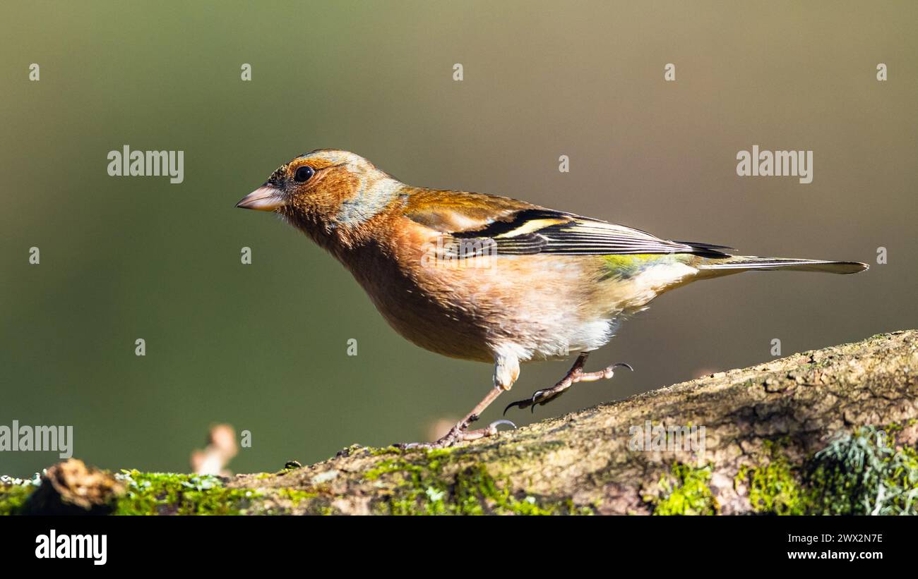 Male of Chaffinch, Fringilla coelebs, bird in forest at winter sun Stock Photo