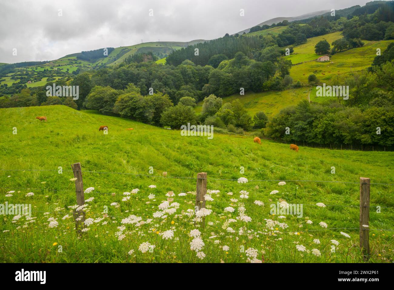 Landscape. Iguña Valley, Cantabria, Spain. Stock Photo