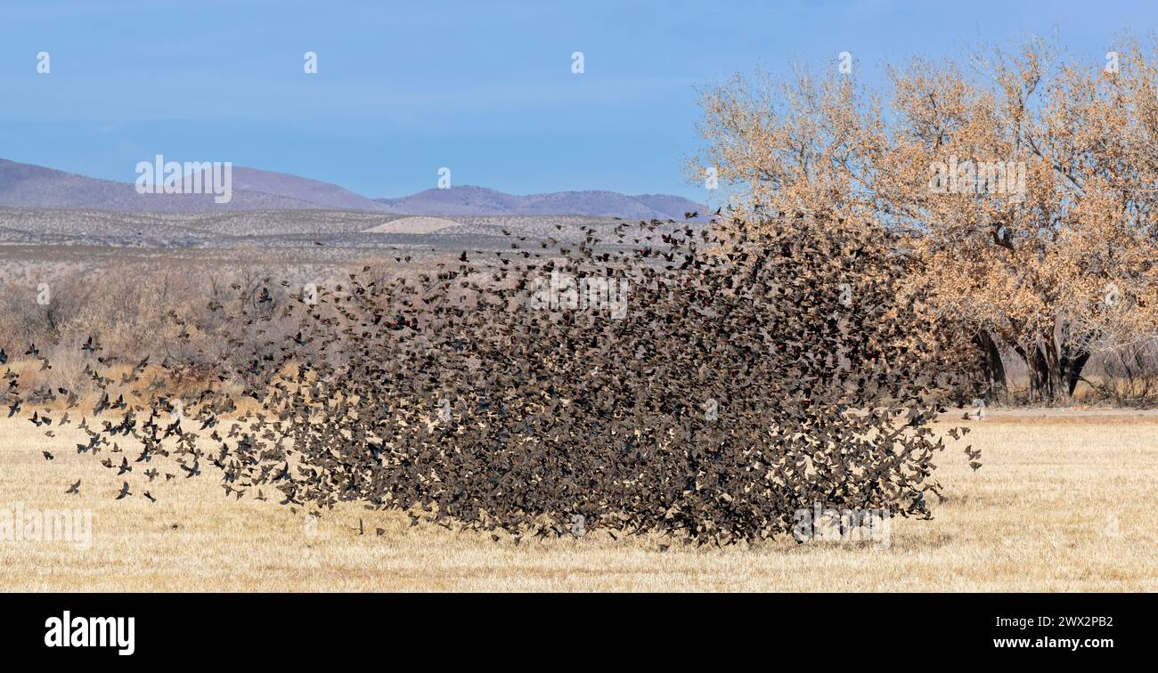 Moving flock of Red-winged blackbirds (Agelaius phoeniceus), Fall ...