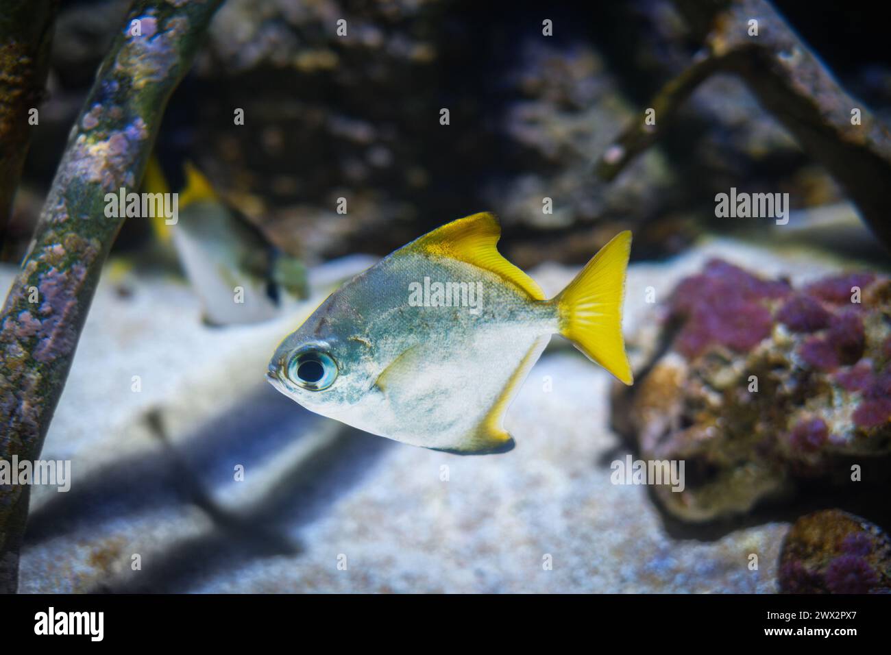 Silver moony Monodactylus argenteus fish Stock Photo