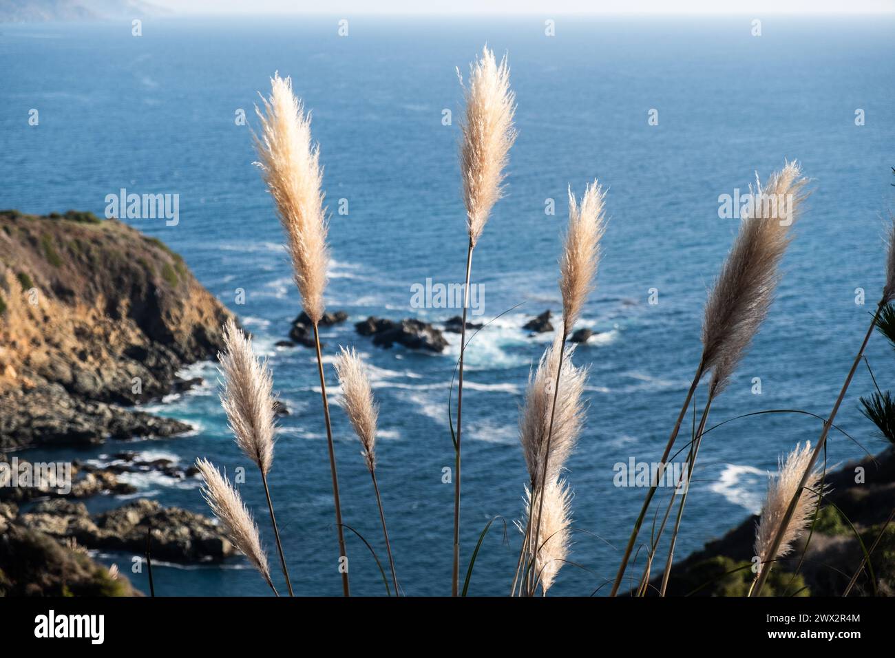 Pampas grass big sur hires stock photography and images Alamy