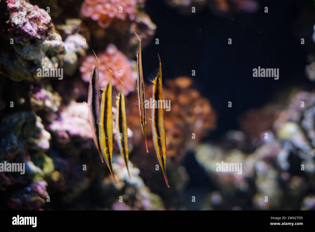 Razorfish Aeoliscus strigatus fish in sea Stock Photo