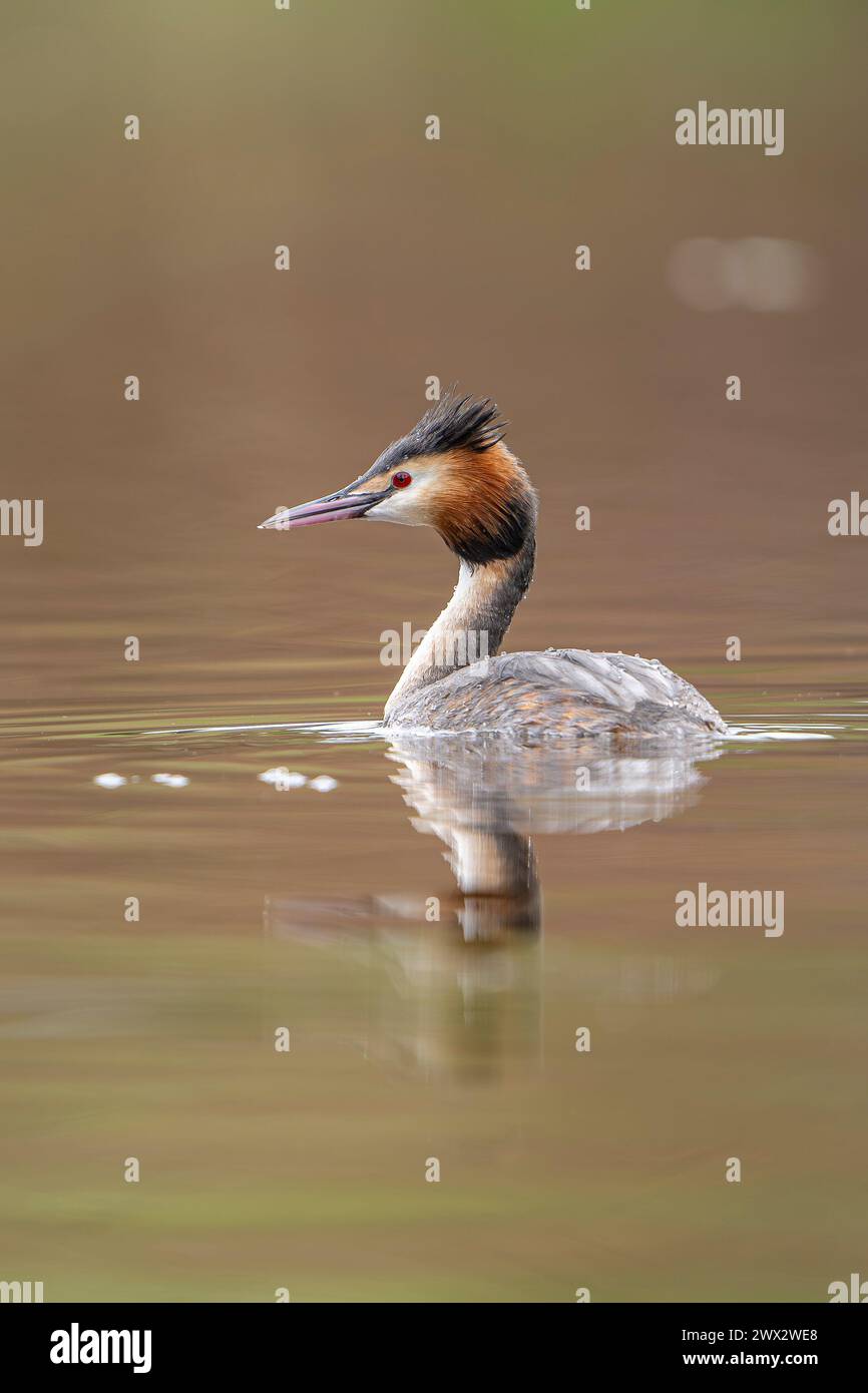 Close up side view of a great crested grebe on a calm pool of water with calm colours. Stock Photo