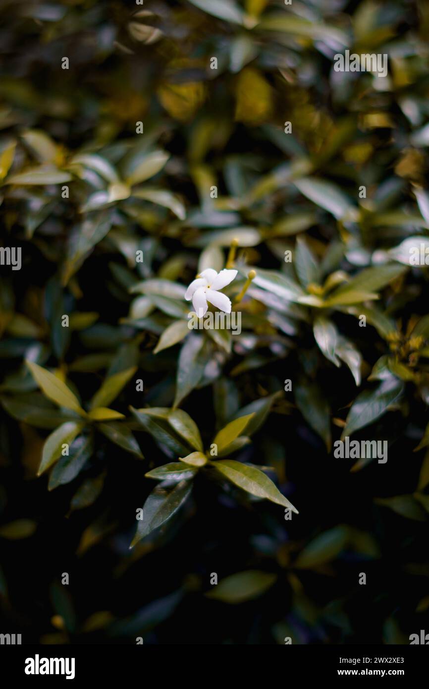 Small white flowers growing among green leaves with a blurred background Stock Photo