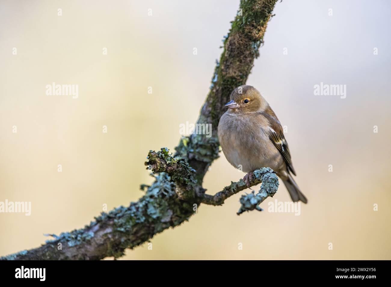 Female of Chaffinch, Fringilla coelebs, bird in forest at winter sun Stock Photo