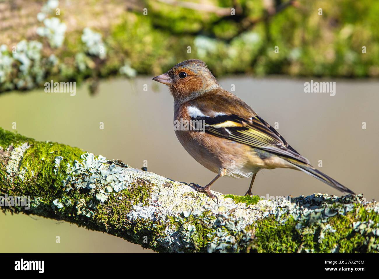 Male of Chaffinch, Fringilla coelebs, bird in forest at winter sun Stock Photo