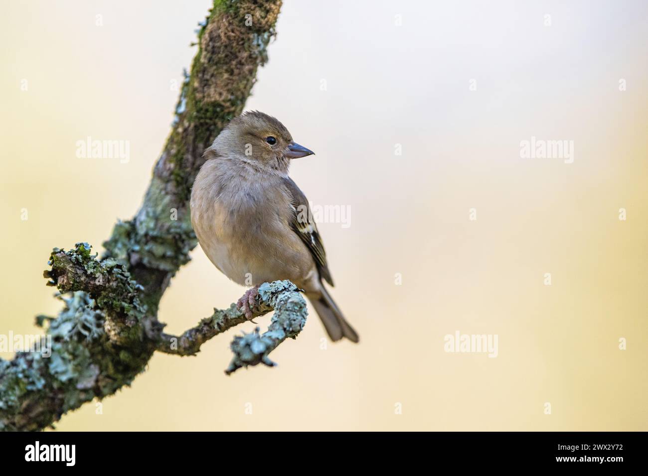 Female of Chaffinch, Fringilla coelebs, bird in forest at winter sun Stock Photo