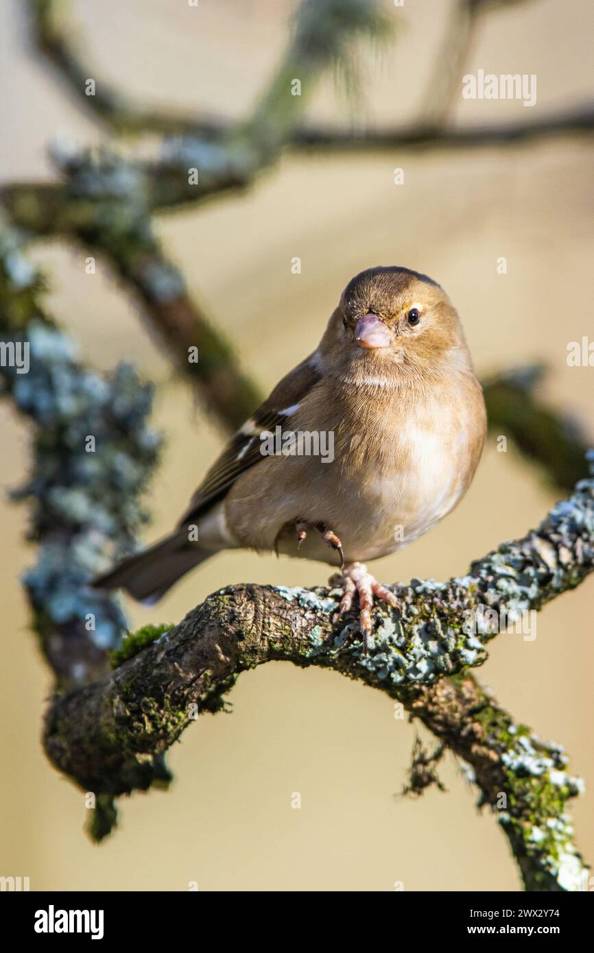 Female of Chaffinch, Fringilla coelebs, bird in forest at winter sun Stock Photo