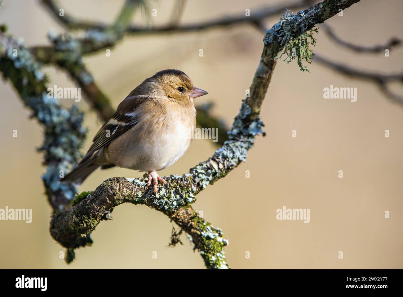 Female of Chaffinch, Fringilla coelebs, bird in forest at winter sun Stock Photo