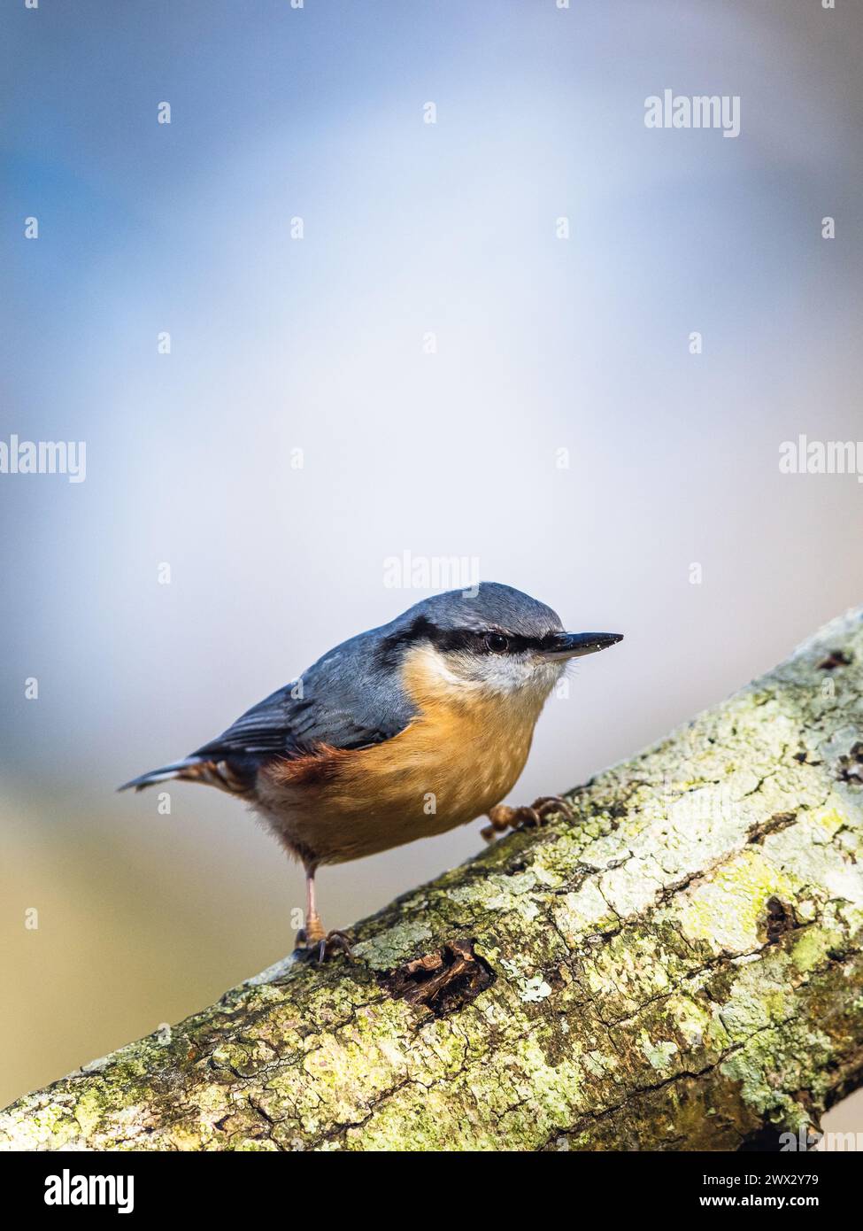 Eurasian Nuthatch, Sitta europaea in forest at winter sun Stock Photo