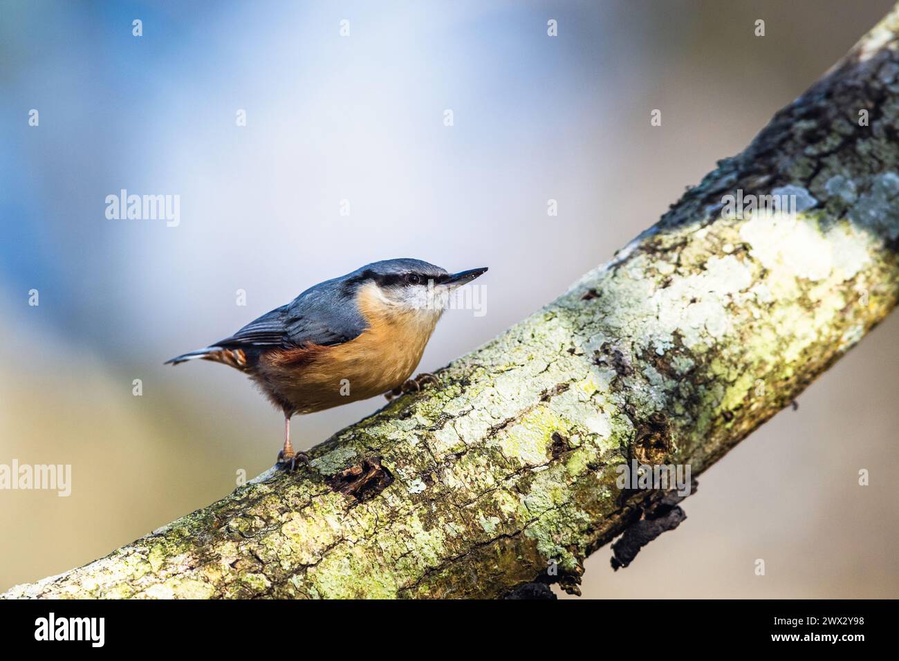 Eurasian Nuthatch, Sitta europaea in forest at winter sun Stock Photo