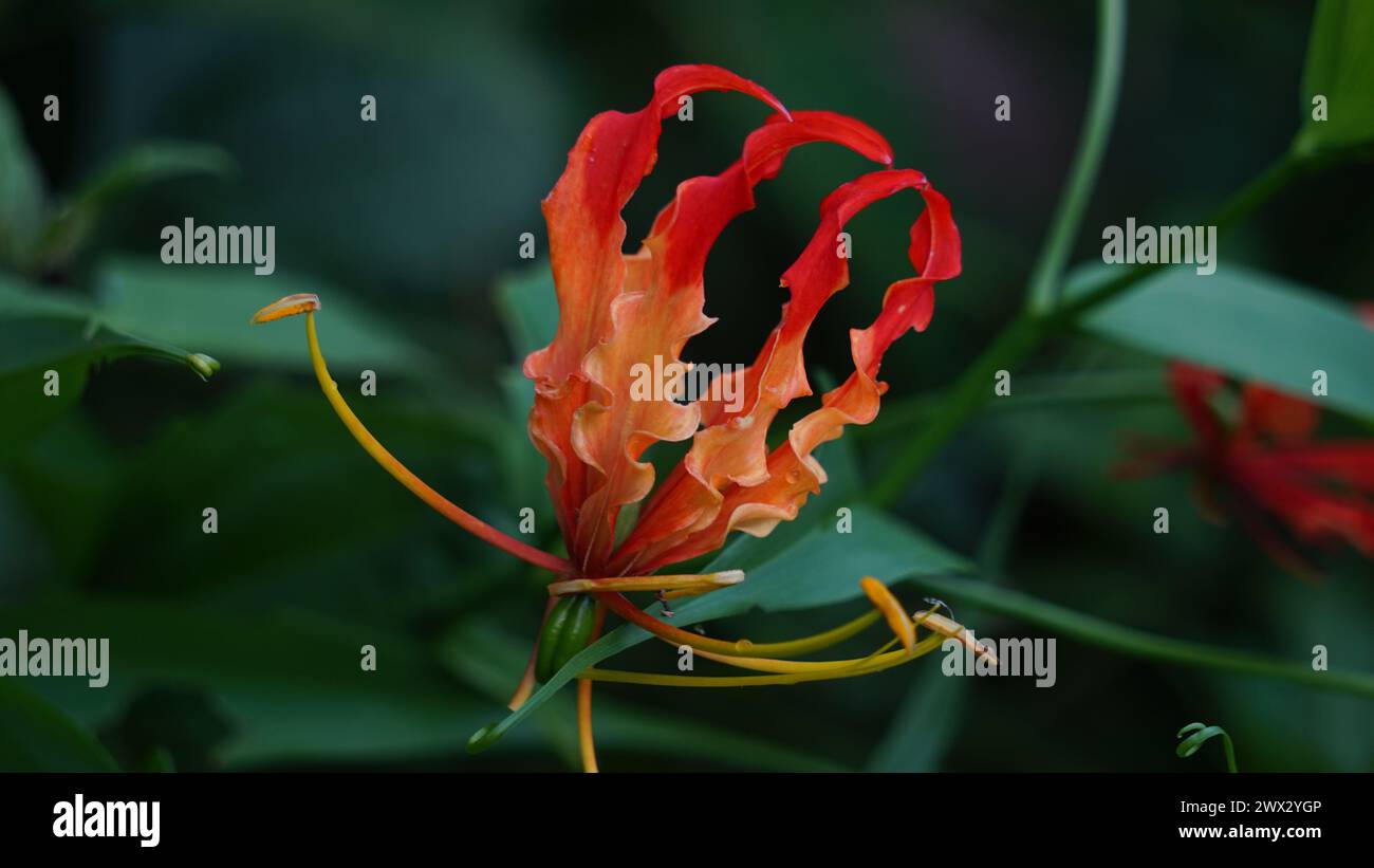 Gloriosa superaba (flame lily, glory lily, gloriosa lily). This plant has been used as a means of committing suicide because contain colchicine Stock Photo