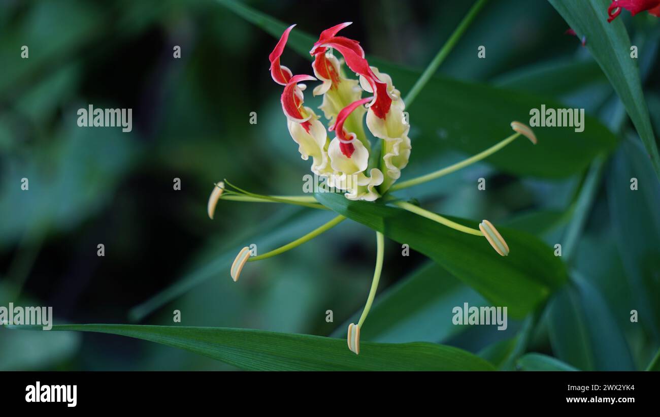 Gloriosa superaba (flame lily, glory lily, gloriosa lily). This plant has been used as a means of committing suicide because contain colchicine Stock Photo