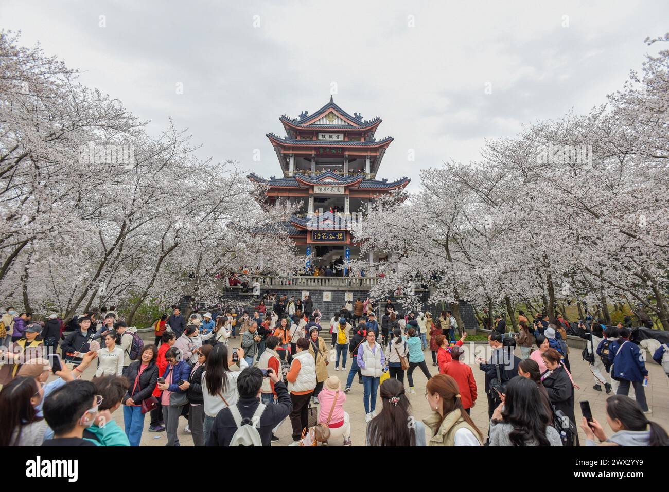 WUXI CHINA MARCH 27 2024 Tourists Enjoy Cherry Blossoms In Full WUXI CHINA MARCH 27 2024 Tourists Enjoy Cherry Blossoms In Full