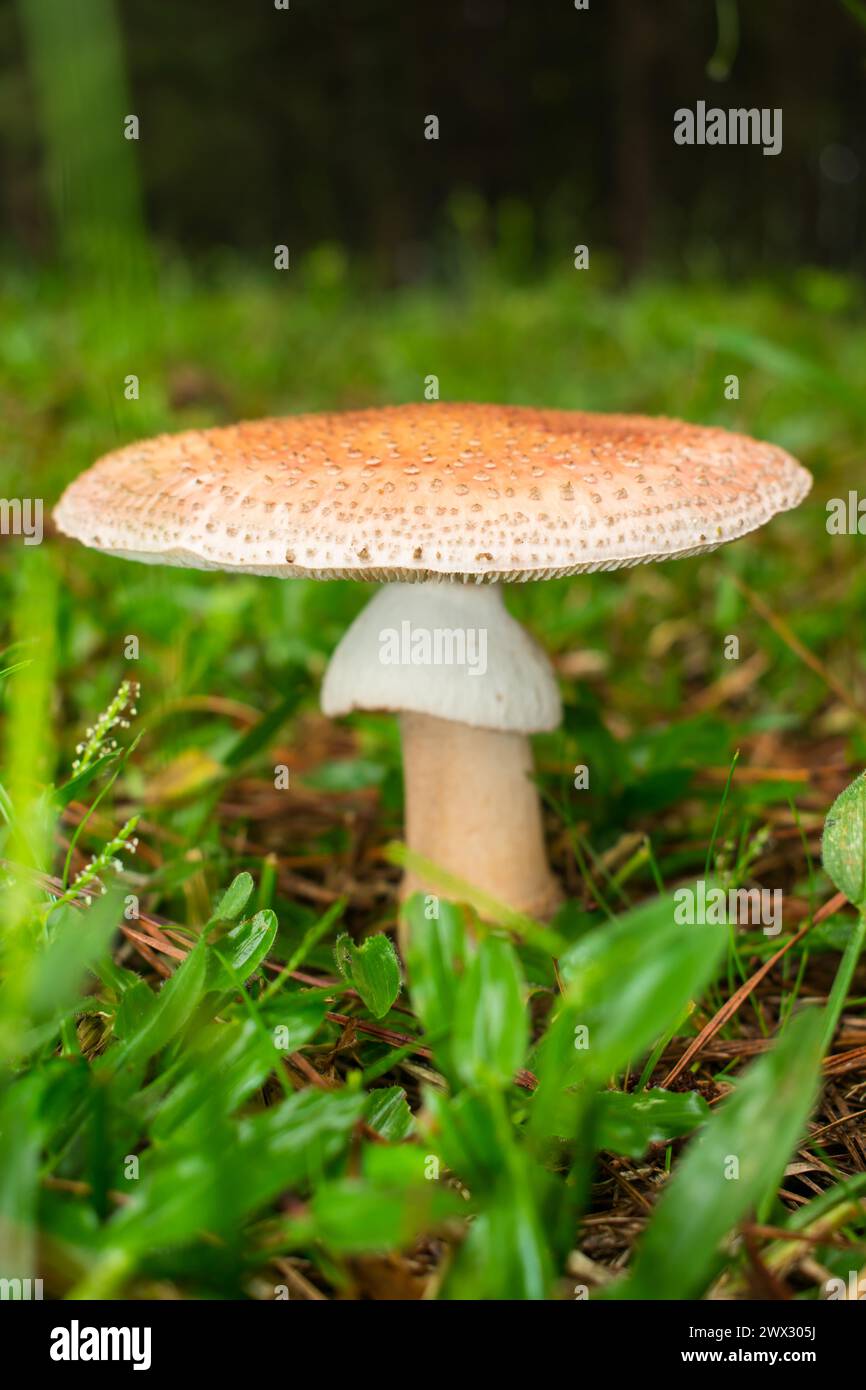Amanita rubescens mushroom in Sao Francisco de Paula, South of Brazil Stock Photo
