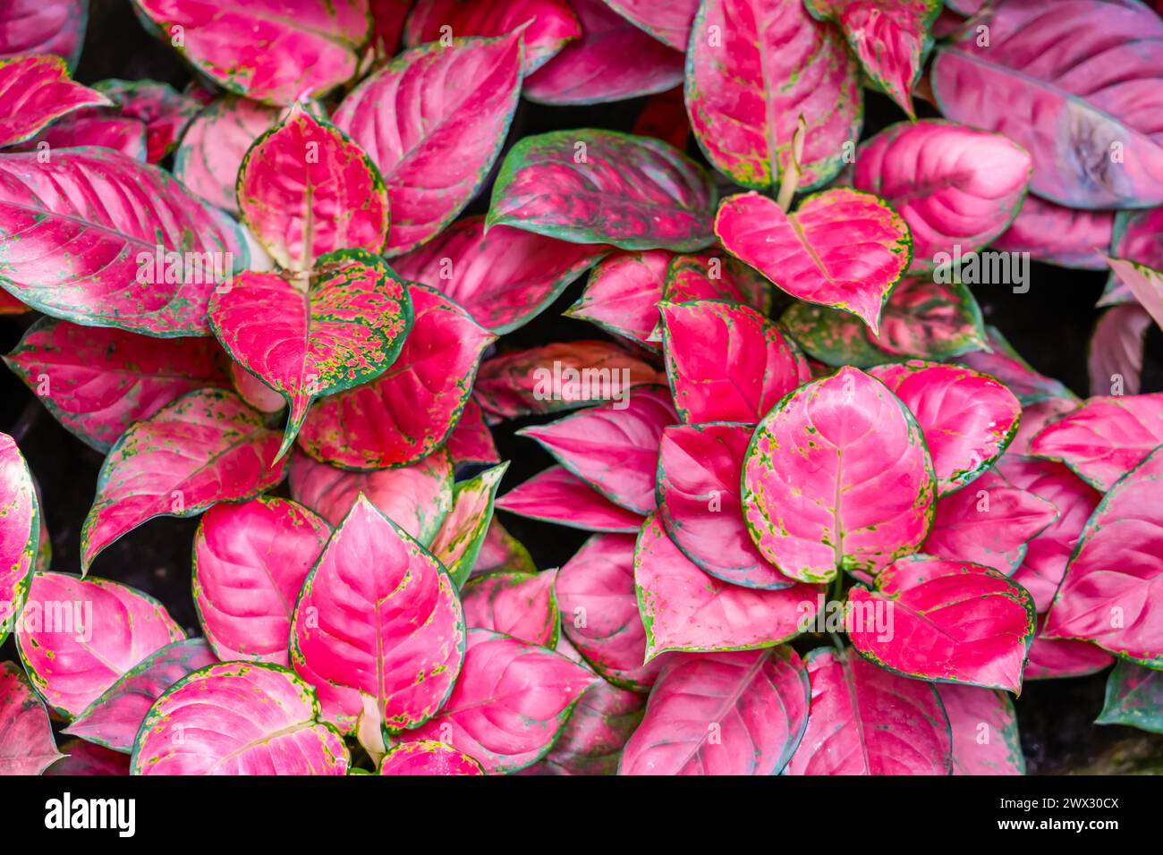 Red Aglaonema Plants in the Garden natural fresh foliage texture Stock Photo