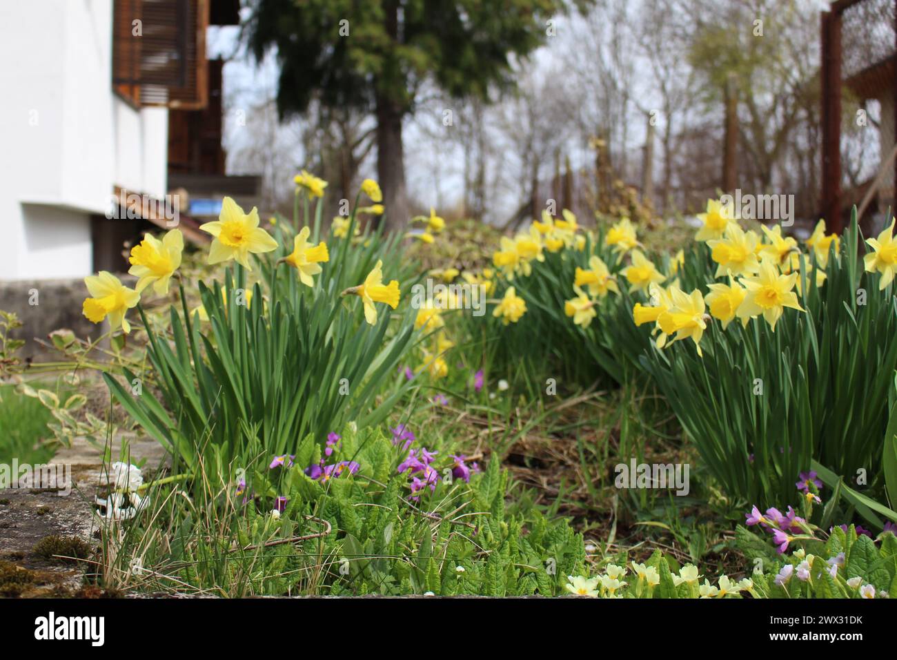 Daffodils garden village life spring Stock Photo