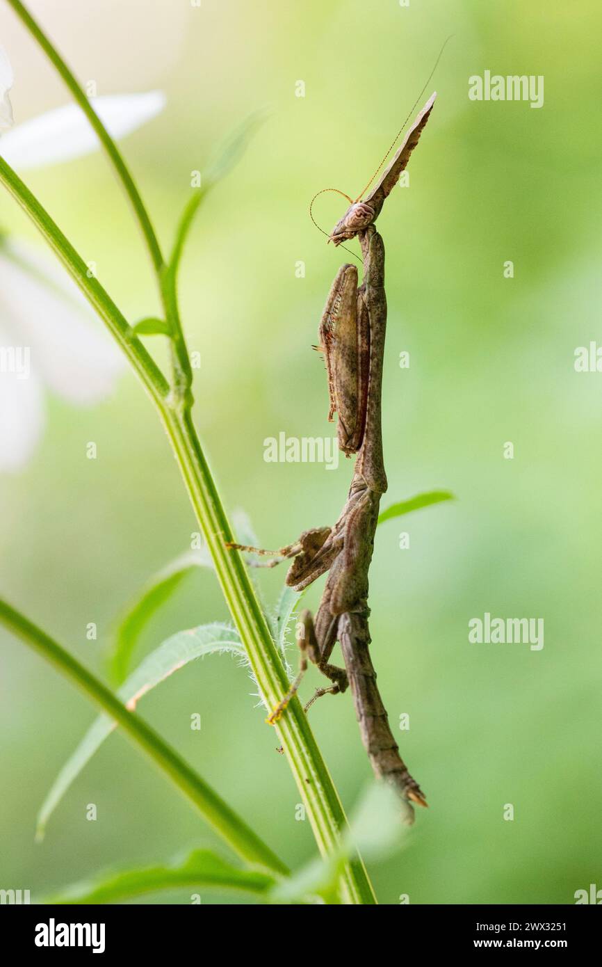Mantid Phyllothelys werneri standing on a stem, Nan province, Thailand Stock Photo