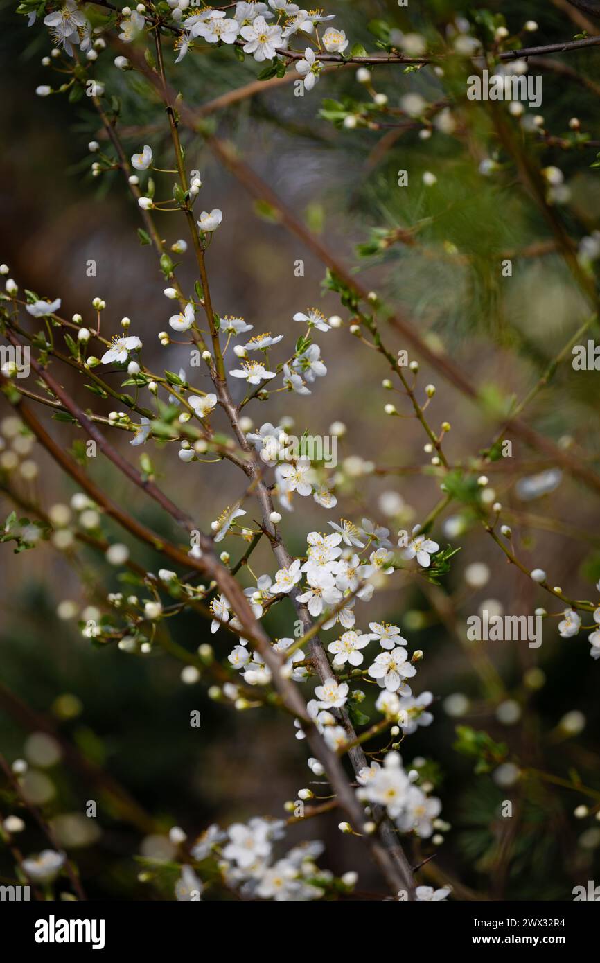 Small white flowers on a branch stand out against a background of sky and greenery. Stock Photo