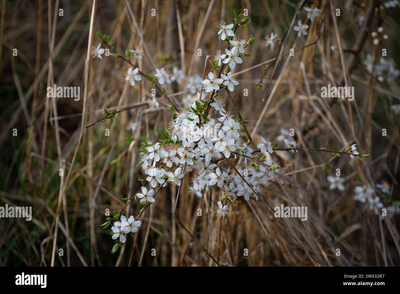 The small white flowers stand out against a background of dry brown grasses. Stock Photo