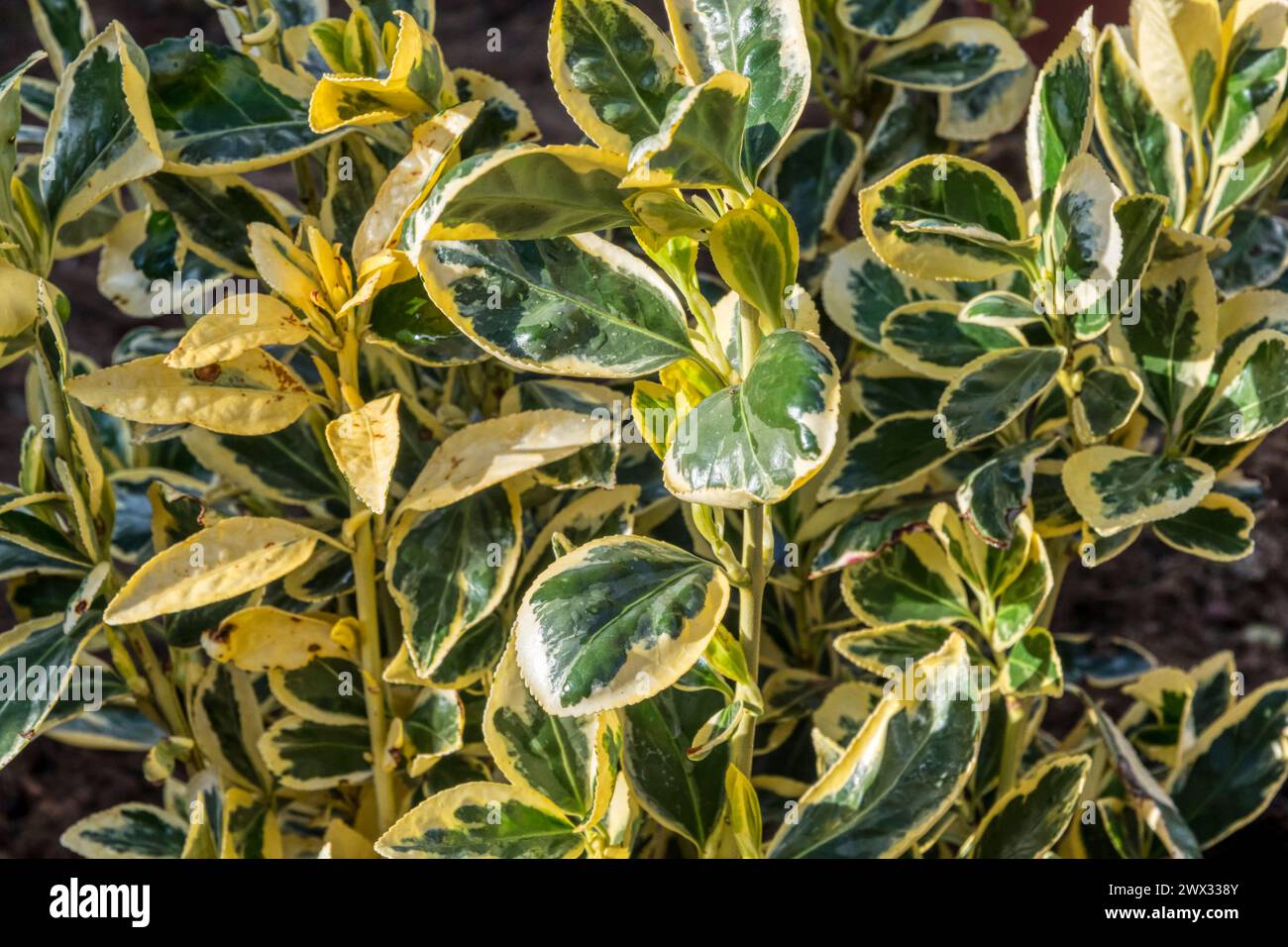 Variegated foliage of Euonymus japonicus 'Bravo'. Stock Photo